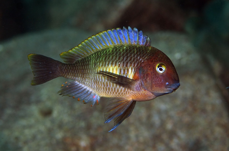 Tropheus moorii 'Nausingili Island'